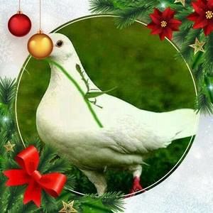 Meet your Posher, Ngongo